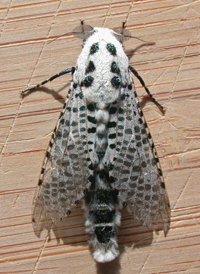 Leopard Moth